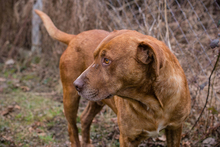 LIO, Hund, mischling in Kroatien - Bild 3