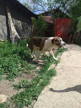 FRANKY, Hund, Mischlingshund in Bulgarien - Bild 3