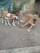 FRANKY, Hund, Mischlingshund in Bulgarien - Bild 8