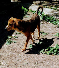 BAILEY, Hund, Mischlingshund in Bulgarien - Bild 10