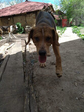 BAILEY, Hund, Mischlingshund in Bulgarien - Bild 9