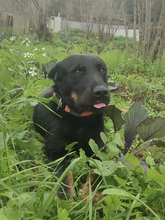 KYLO, Hund, Mischlingshund in Türkei - Bild 1