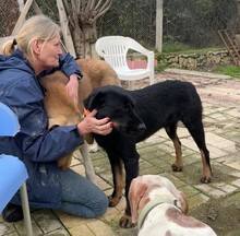 KYLO, Hund, Mischlingshund in Türkei - Bild 10