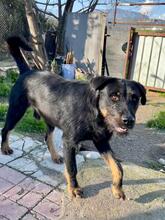 KYLO, Hund, Mischlingshund in Türkei - Bild 2