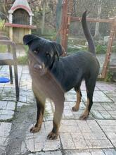 KYLO, Hund, Mischlingshund in Türkei - Bild 4