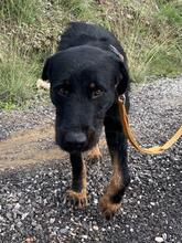 KYLO, Hund, Mischlingshund in Türkei - Bild 5