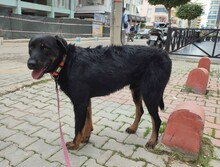 KYLO, Hund, Mischlingshund in Türkei - Bild 8