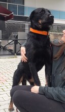 KYLO, Hund, Mischlingshund in Türkei - Bild 9