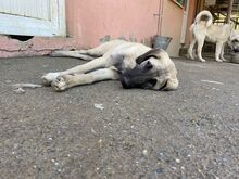 ASTERIX, Hund, Mischlingshund in Türkei - Bild 4