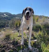 AKENO, Hund, Mischlingshund in Türkei - Bild 1