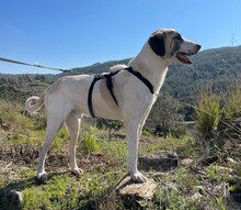 AKENO, Hund, Mischlingshund in Türkei - Bild 2