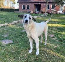 AKENO, Hund, Mischlingshund in Eydelstedt - Bild 10