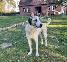 AKENO, Hund, Mischlingshund in Eydelstedt - Bild 12