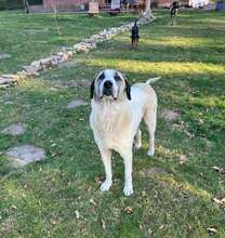 AKENO, Hund, Mischlingshund in Eydelstedt - Bild 13