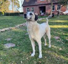 AKENO, Hund, Mischlingshund in Eydelstedt - Bild 14