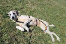 AKENO, Hund, Mischlingshund in Eydelstedt - Bild 16