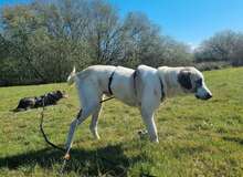 AKENO, Hund, Mischlingshund in Eydelstedt - Bild 17