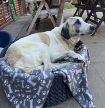AKENO, Hund, Mischlingshund in Eydelstedt - Bild 18