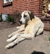 AKENO, Hund, Mischlingshund in Eydelstedt - Bild 19