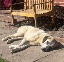 AKENO, Hund, Mischlingshund in Eydelstedt - Bild 20