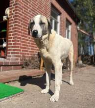 AKENO, Hund, Mischlingshund in Eydelstedt - Bild 21