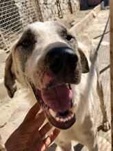 AKENO, Hund, Mischlingshund in Eydelstedt - Bild 3