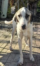 AKENO, Hund, Mischlingshund in Eydelstedt - Bild 5