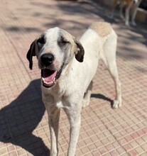 AKENO, Hund, Mischlingshund in Eydelstedt - Bild 6