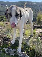 AKENO, Hund, Mischlingshund in Eydelstedt - Bild 7