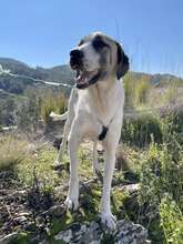 AKENO, Hund, Mischlingshund in Eydelstedt - Bild 8