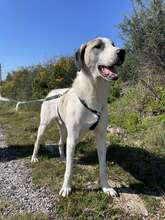 AKENO, Hund, Mischlingshund in Eydelstedt - Bild 9