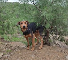 BURSCHI, Hund, Mischlingshund in Dortmund - Bild 15