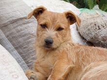 GAETANO, Hund, Mischlingshund in Italien