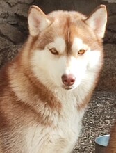 YENNA, Hund, Siberian Husky in Hohenlockstedt - Bild 1