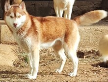 YENNA, Hund, Siberian Husky in Hohenlockstedt - Bild 2