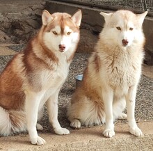 YENNA, Hund, Siberian Husky in Hohenlockstedt - Bild 3