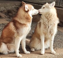 YENNA, Hund, Siberian Husky in Hohenlockstedt - Bild 4