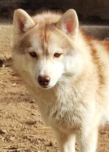 YLARI, Hund, Siberian Husky in Italien