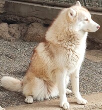 YLARI, Hund, Siberian Husky in Hohenlockstedt - Bild 3