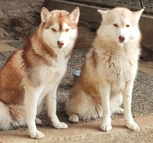 YLARI, Hund, Siberian Husky in Hohenlockstedt - Bild 4