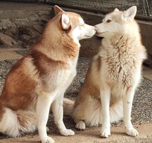 YLARI, Hund, Siberian Husky in Hohenlockstedt - Bild 5