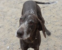 KEKE, Hund, Deutsch Kurzhaar in Markdorf - Bild 10