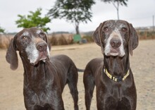 KEKE, Hund, Deutsch Kurzhaar in Markdorf - Bild 11