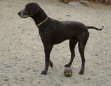 KEKE, Hund, Deutsch Kurzhaar in Markdorf - Bild 15