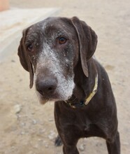 KEKE, Hund, Deutsch Kurzhaar in Markdorf - Bild 3