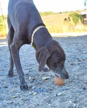 KEKE, Hund, Deutsch Kurzhaar in Markdorf - Bild 4