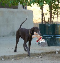 KEKE, Hund, Deutsch Kurzhaar in Markdorf - Bild 6