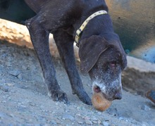 KEKE, Hund, Deutsch Kurzhaar in Markdorf - Bild 8