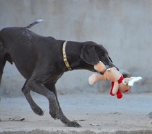 KEKE, Hund, Deutsch Kurzhaar in Markdorf - Bild 9