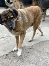 LUPITA, Hund, Mischlingshund in Rumänien - Bild 2